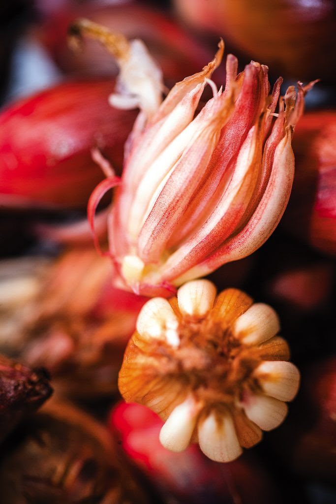 Wild cardamom flowers, a flavourful spring delicacy in the Northeast, is generally stewed with meat and vegetables